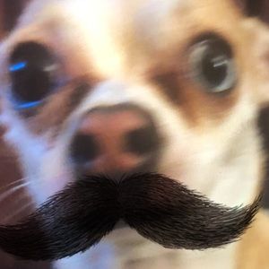 Meet your Posher, Jacob